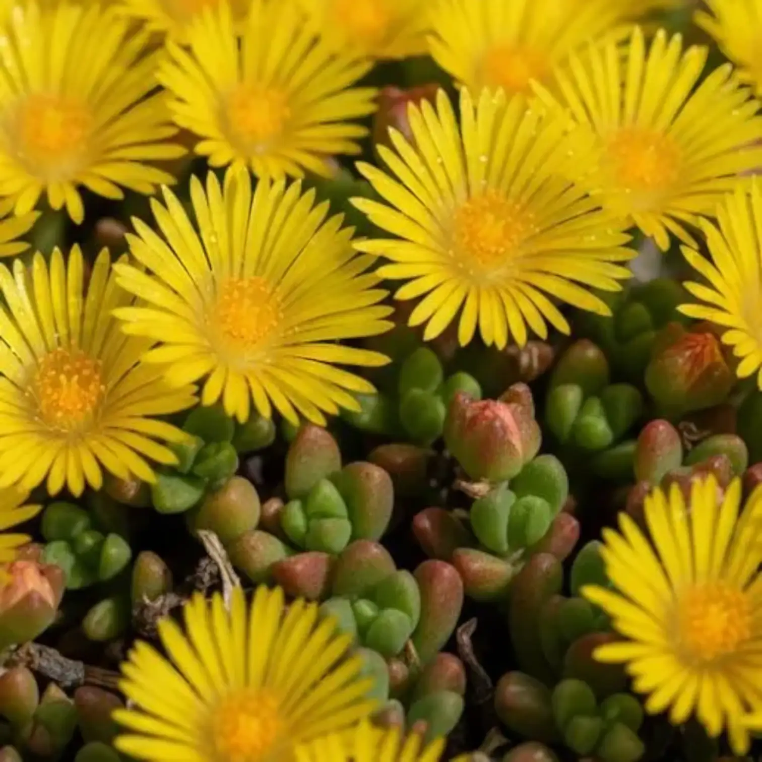 Delosperma congestum – Nahaufnahme im Baumschultopf.
