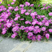 Delosperma cooperi 'Table Mountain' – Nahaufnahme.