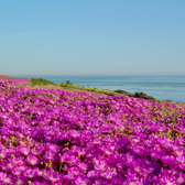 Delosperma cooperi 'Table Mountain' – Detailaufnahme der Pflanze.