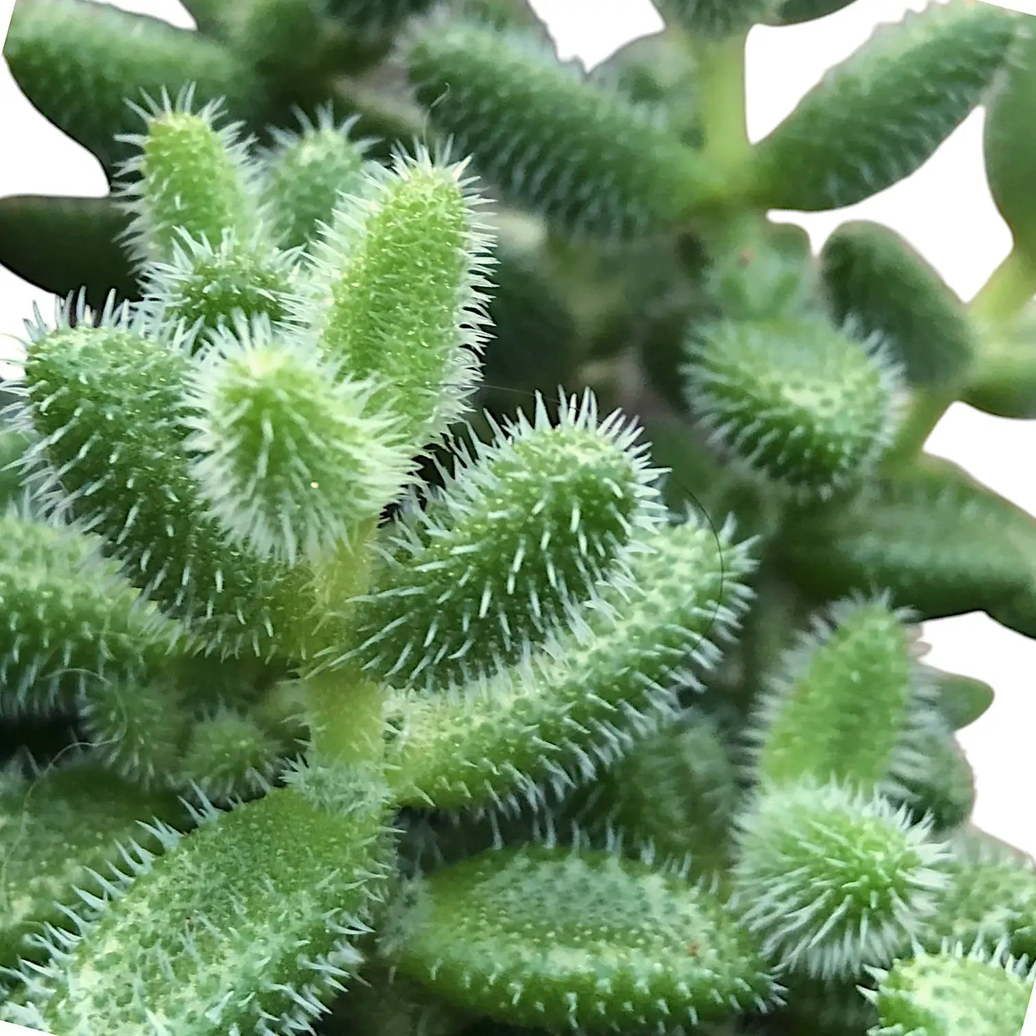 Delosperma echinatum close-up of leaf on white background.