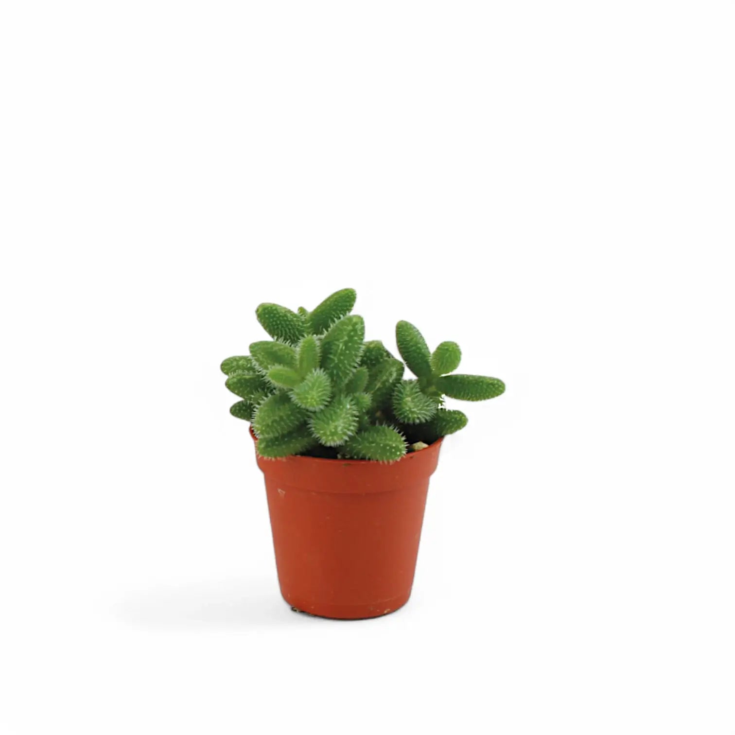 Delosperma echinatum potted plant in nursery pot on white background.