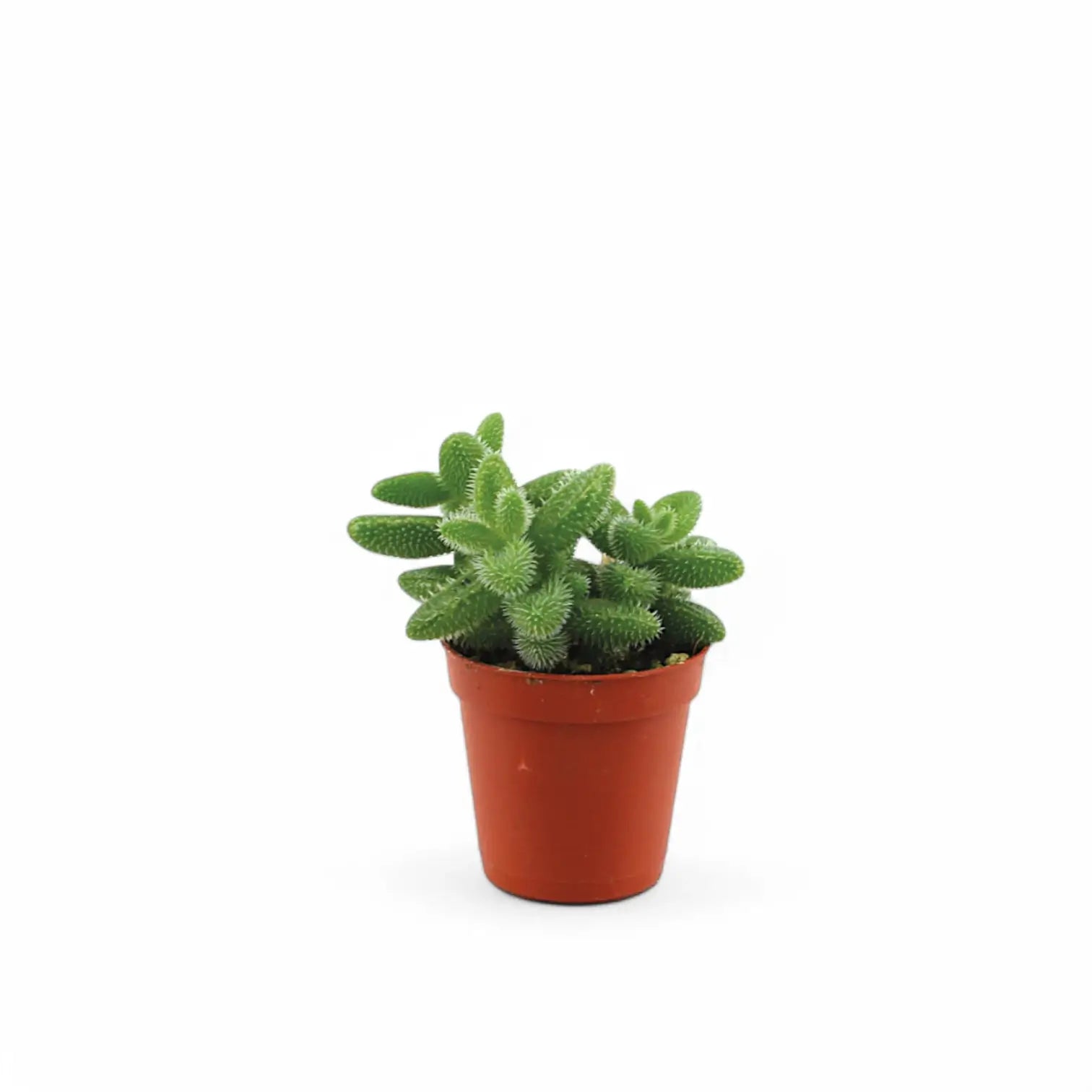 Delosperma echinatum potted plant in nursery pot on white background.