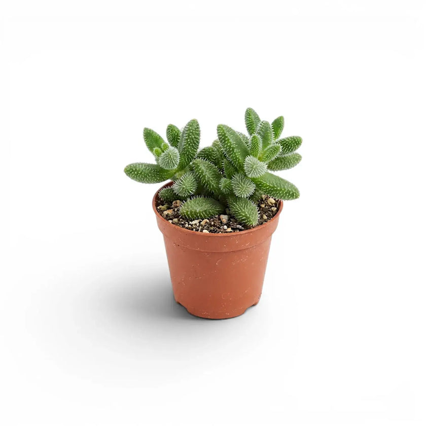 Delosperma echinatum mit borstig wirkenden, gegliederten Blättern im terrakottafarbenen Kunststoff-Kulturtopf vor weißem Hintergrund.