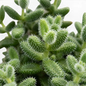 Nahaufnahme von Delosperma echinatum mit grünen, fingerförmigen, borstig wirkenden Blättern vor hellem Hintergrund.