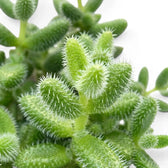 Nahaufnahme der sukkulenten Blätter von Delosperma echinatum mit stachelartigen Spitzen.