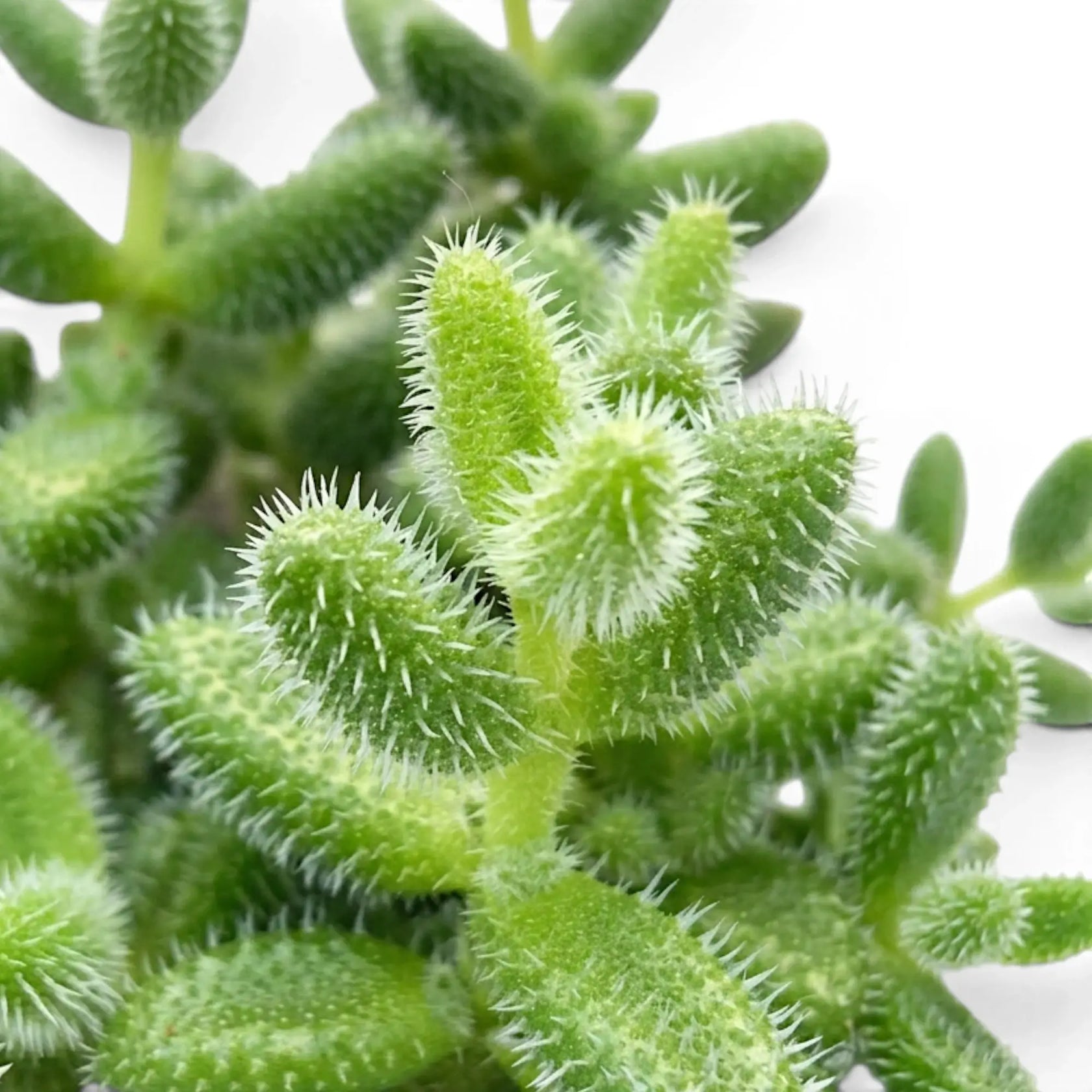 Nahaufnahme der sukkulenten Blätter von Delosperma echinatum mit stachelartigen Spitzen.