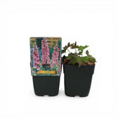Delphinium 'Magic Fountains Pink Shades' – Detailaufnahme.