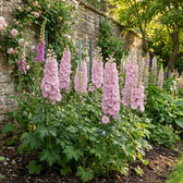Delphinium 'Magic Fountains Pink Shades' – Detailaufnahme.