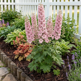 Delphinium 'Magic Fountains Pink Shades' – Detailaufnahme.