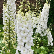 Delphinium 'Magic Fountains Pure White' – Detailaufnahme der Pflanze.
