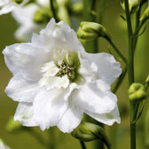 Delphinium 'Magic Fountains Pure White' – Detailaufnahme der Pflanze.