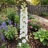 Delphinium 'Magic Fountains Pure White' – Detailaufnahme der Pflanze.