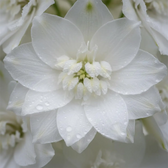 Delphinium 'Magic Fountains Pure White' – Detailaufnahme der Pflanze.