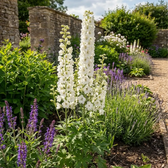 Delphinium 'Magic Fountains Pure White' – Detailaufnahme der Pflanze.