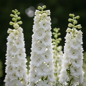 Delphinium 'Magic Fountains Pure White' – Detailaufnahme der Pflanze.
