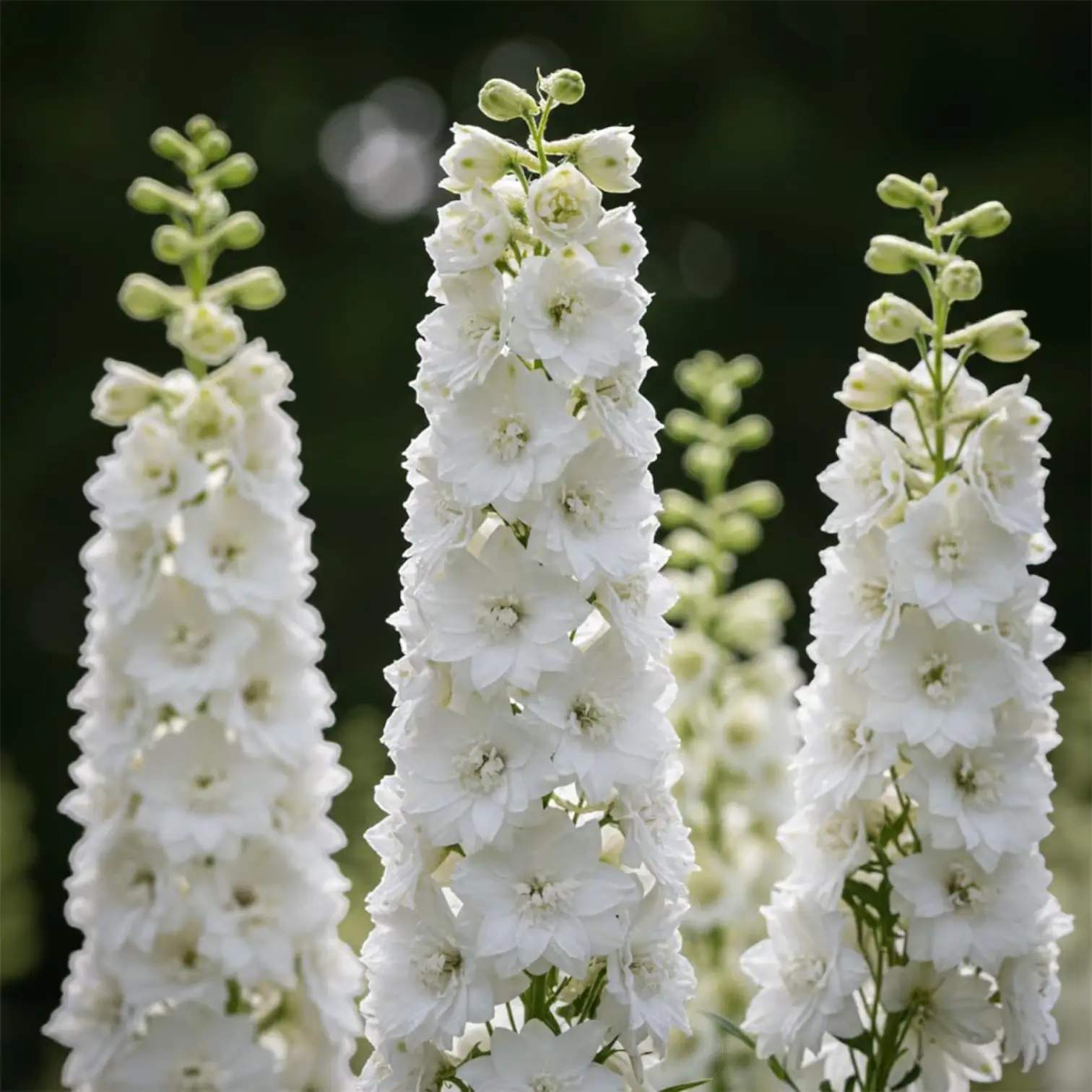 Delphinium 'Magic Fountains Pure White' – Detailaufnahme der Pflanze.