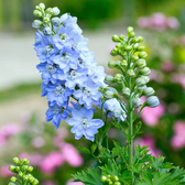 Delphinium 'Magic Fountains Sky Blue' close-up detail.