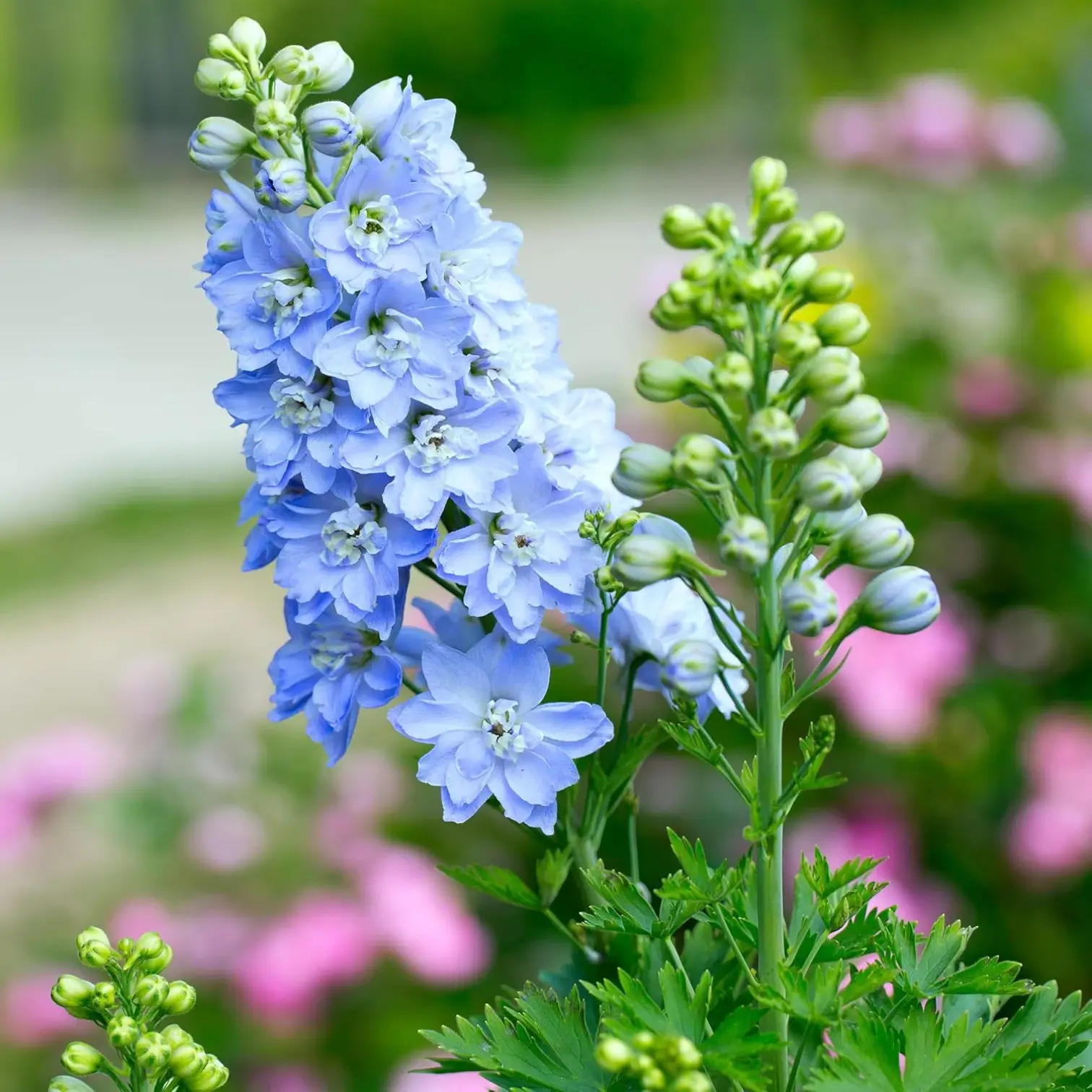 Delphinium 'Magic Fountains Sky Blue' close-up detail.