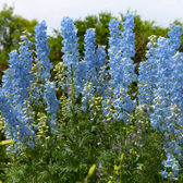 Delphinium 'Magic Fountains Sky Blue' plant detail.