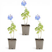 Delphinium 'Magic Fountains Sky Blue' plant detail.