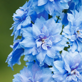 Delphinium 'Magic Fountains Sky Blue' plant detail.