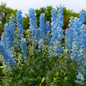 Delphinium 'Magic Fountains Sky Blue' plant detail.