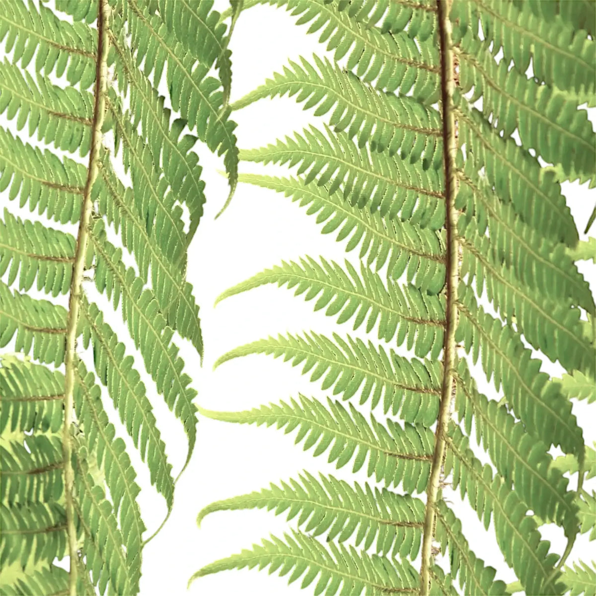 Dicksonia antarctica – Tasmanian Tree Fern