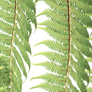 Dicksonia antarctica leaf close-up on white background.