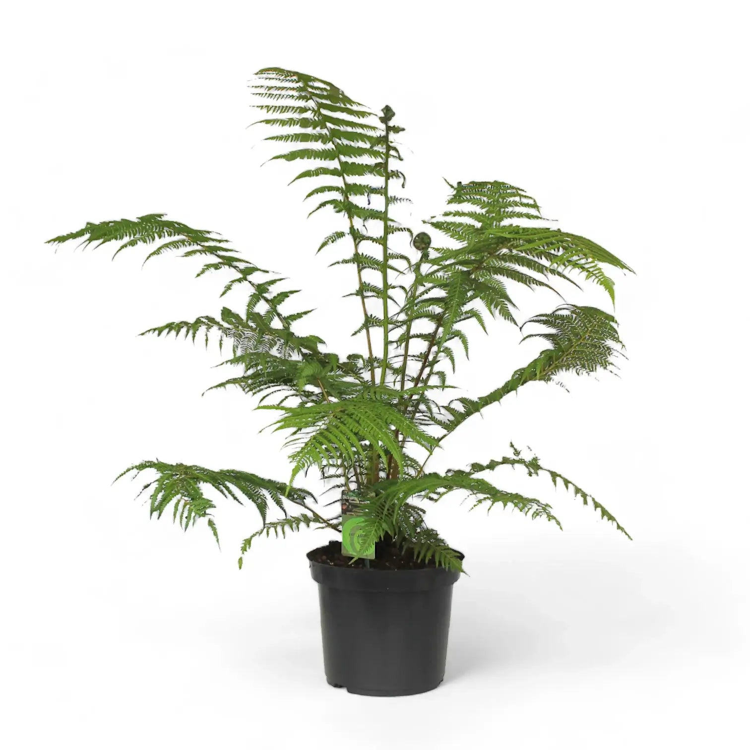 Dicksonia antarctica potted plant in nursery pot on white background.