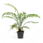 Dicksonia antarctica potted plant in nursery pot on white background.
