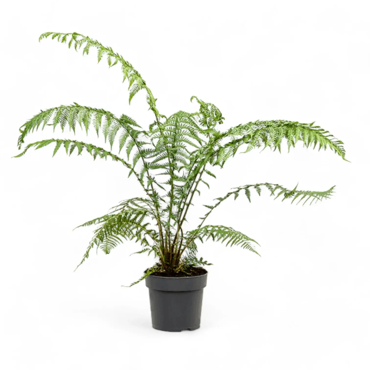 Dicksonia antarctica potted plant in nursery pot on white background.