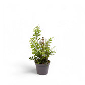 Didymochlaena truncatula potted plant in nursery pot on white background.