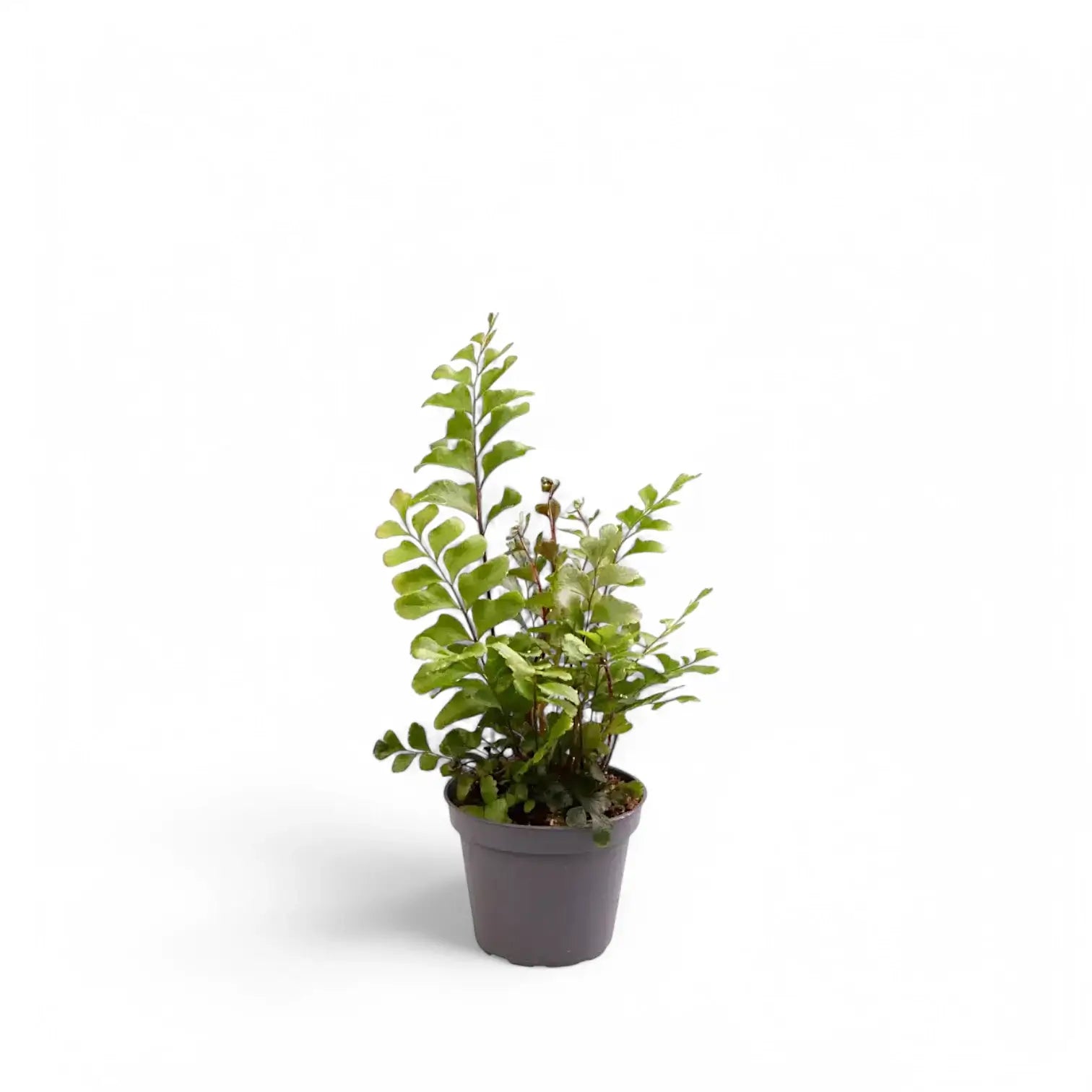 Didymochlaena truncatula potted plant in nursery pot on white background.