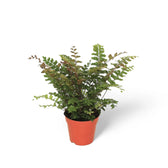 Didymochlaena truncatula potted plant in nursery pot on white background.