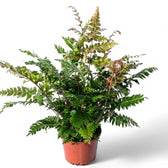 Didymochlaena truncatula potted plant in nursery pot on white background.