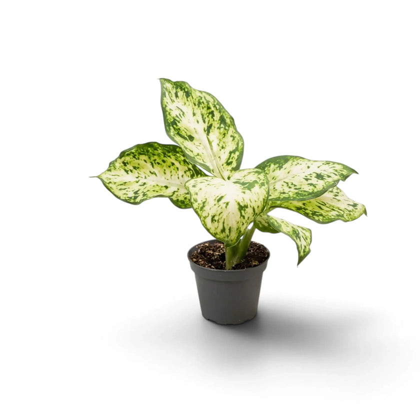 Junge Dieffenbachia 'Amy' im dunklen Topf mit cremeweißen, stark grün gesprenkelten Blättern