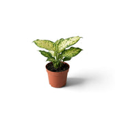 Compact Dieffenbachia 'Amy' in a brown nursery pot with pale mottled leaves