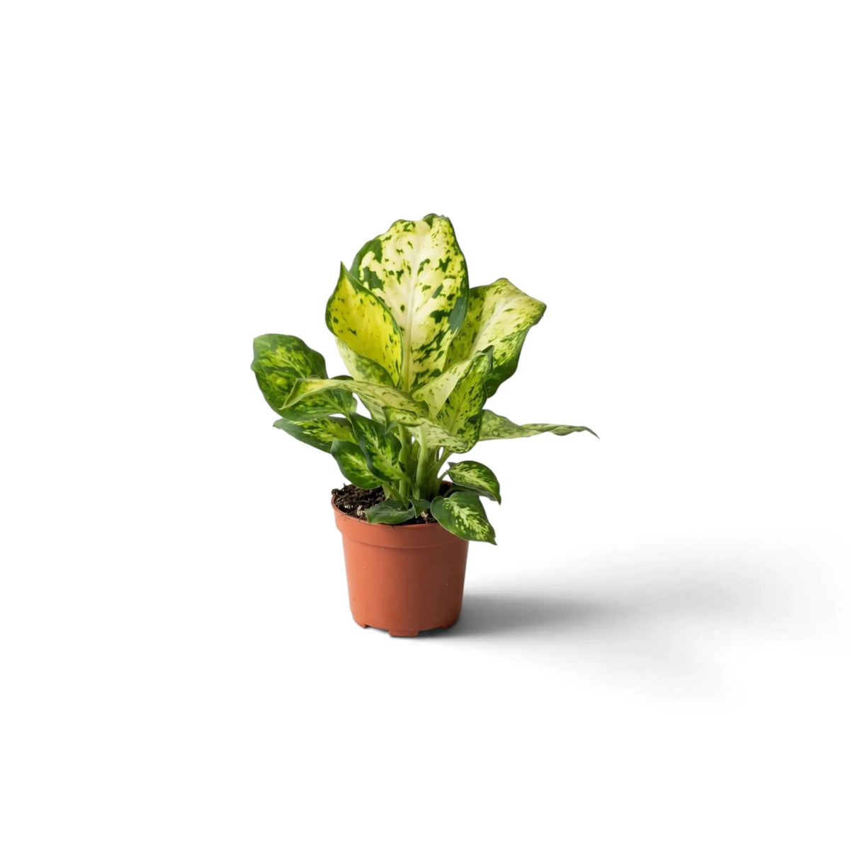 Small Dieffenbachia 'Amy' with an upright mottled centre leaf and wider lower foliage