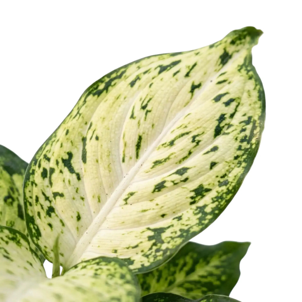 Close-up of a Dieffenbachia 'Amy' leaf with a cream centre, green speckles and dark green edging