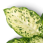 Dieffenbachia 'Amy' leaf with cream marbling and scattered dark green speckles