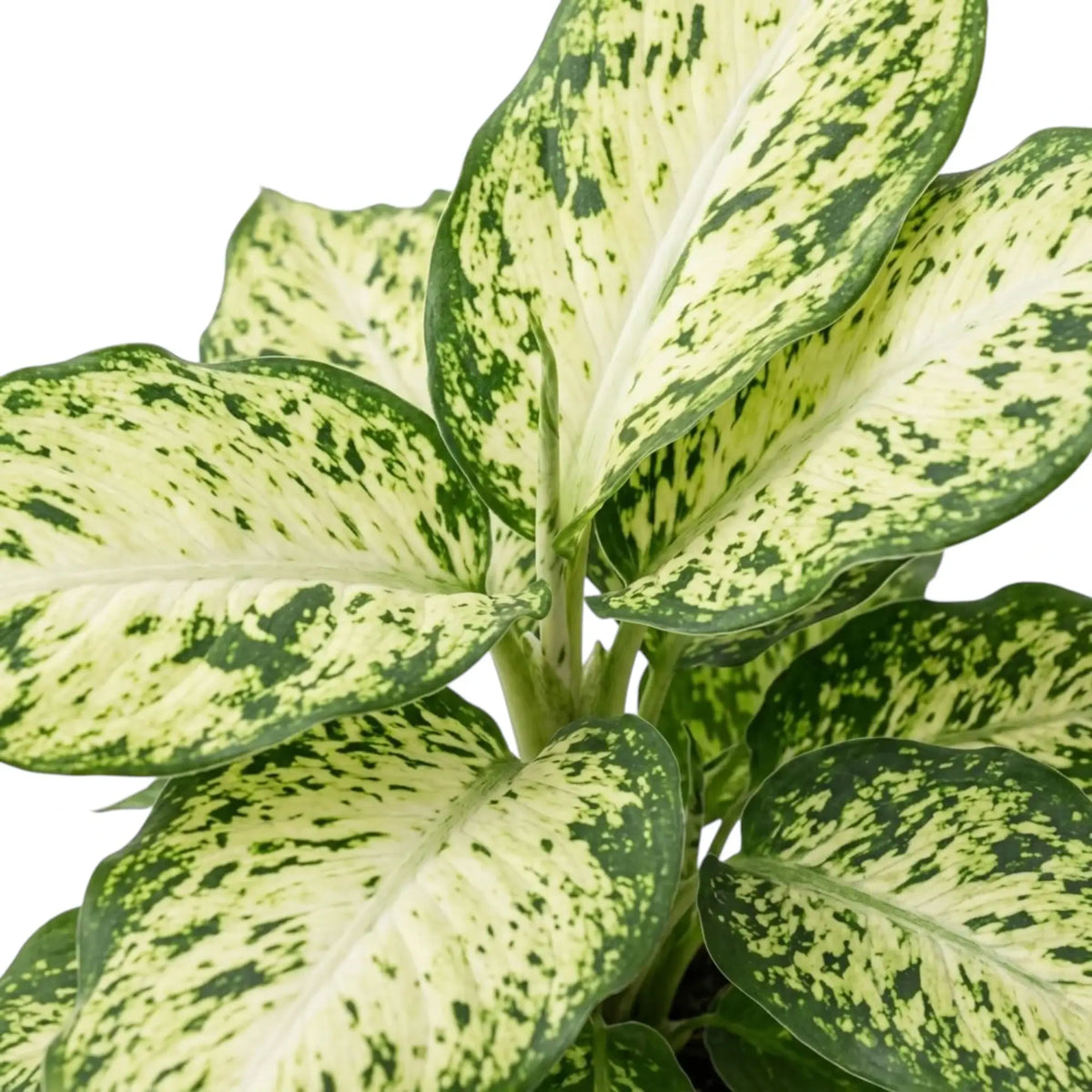 Cluster of Dieffenbachia 'Amy' leaves with creamy white centres and green speckled margins