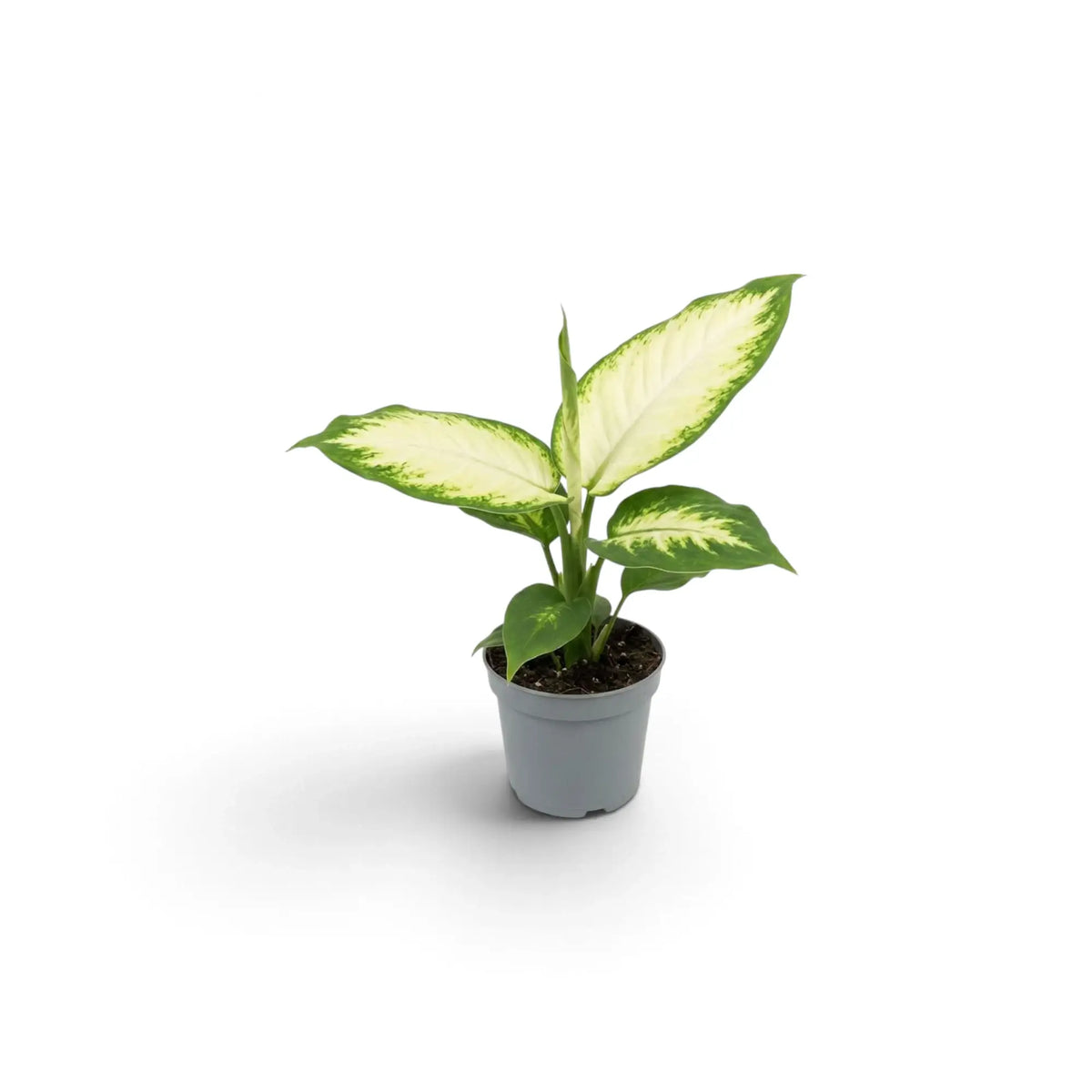 Dieffenbachia 'Camilla' als Jungpflanze mit grünen Blättern und cremefarbenen Blattmitten im kleinen Kulturtopf