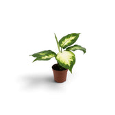 Dieffenbachia 'Camilla' als Jungpflanze mit breiten ovalen Blättern, cremefarbenen Partien und verschiedenen Grüntönen