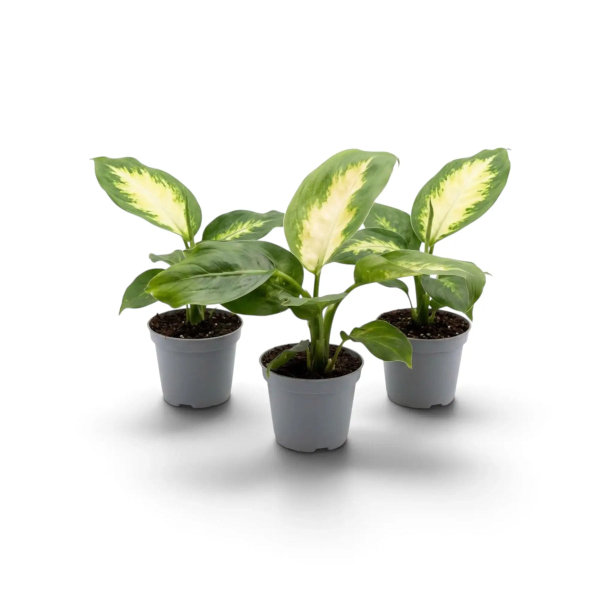 Dieffenbachia 'Camilla' als Jungpflanze mit jungen ovalen Blättern und cremefarbenen Blattmitten