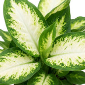 Blattdetail der Dieffenbachia 'Camilla' mit hellen Blattmitten, die in grüne Blattränder übergehen