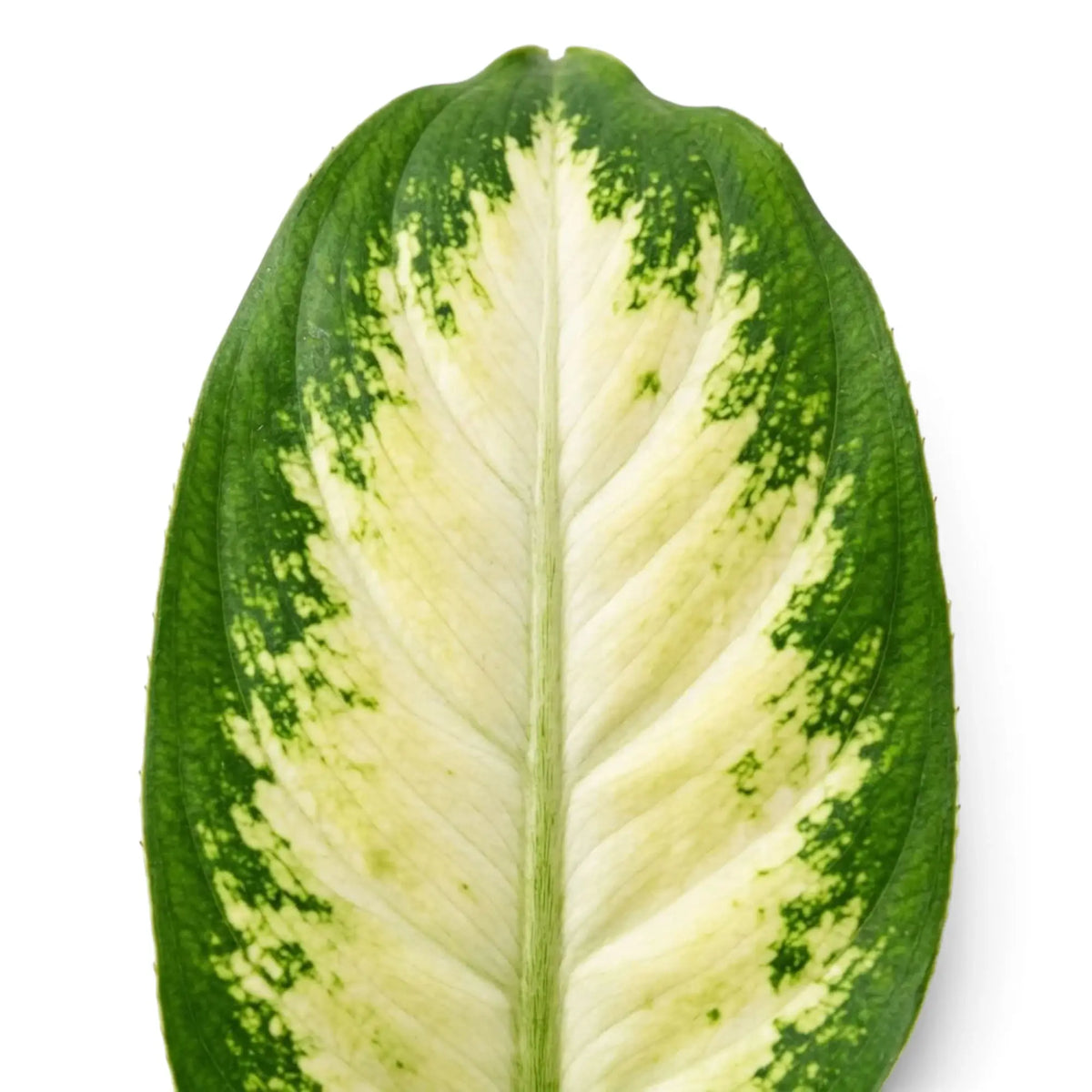Blattdetail der Dieffenbachia 'Camilla' mit cremefarbener Panaschierung und grünen Blatträndern
