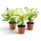 Dieffenbachia 'Camilla' im Topf mit breiten Blättern in Creme- und Grüntönen und kompaktem Wuchs