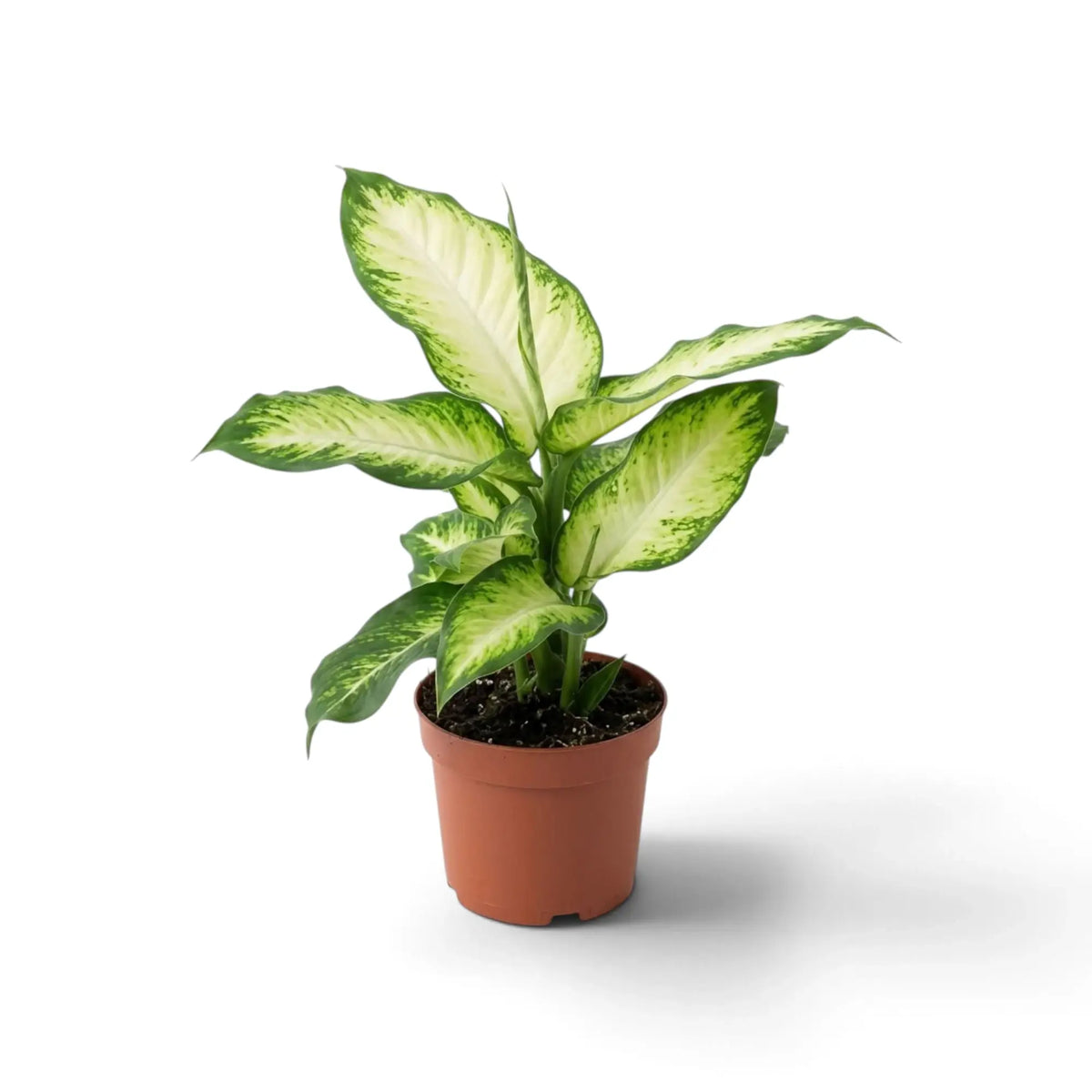 Kompakte Dieffenbachia 'Camilla' mit dicht stehenden panaschierten Blättern im Kulturtopf