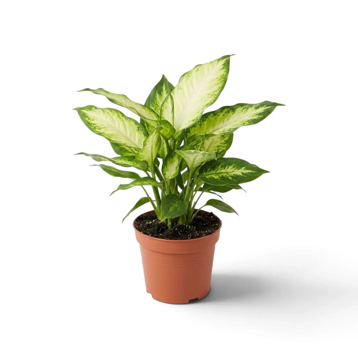Dieffenbachia 'Camilla' mit breiten ovalen Blättern, cremefarbenen Blattmitten und dunkelgrünen Blatträndern