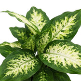 Blätter der Dieffenbachia 'Compacta' mit cremeweißen Blattmitten und unregelmäßigen dunkelgrünen Rändern